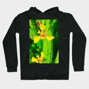 Yellow lily blossom on green background Hoodie